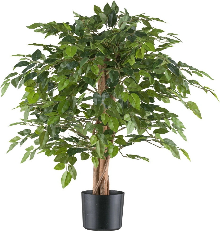 Ficus Benjamin, 85cm