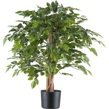 Ficus Benjamin, 85cm