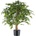 Ficus Benjamin, 85cm