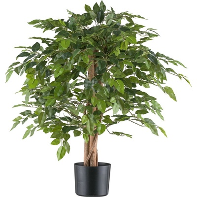 Ficus Benjamin, 85cm