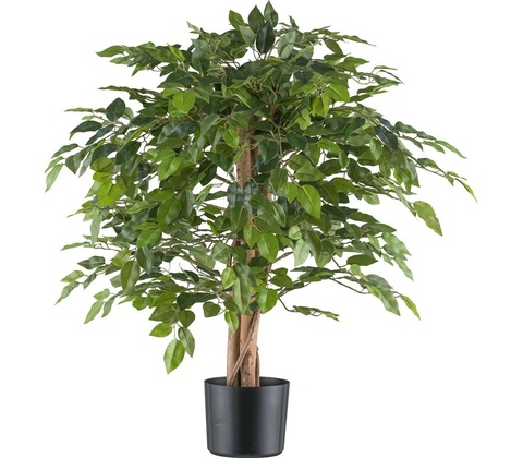 Ficus Benjamin, 85cm