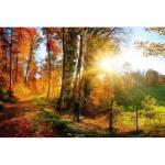 DIMEX ART Флизелинов фототапет разходка в гората 375 x 250 см