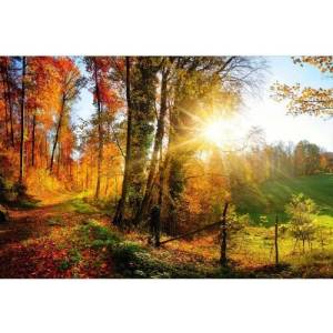 DIMEX ART Флизелинов фототапет разходка в гората 375 x 250 см