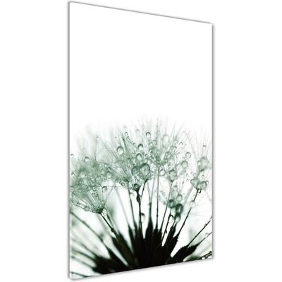 Vertikálny foto obraz sklo tvrdené Semená púpavy 50x100 cm