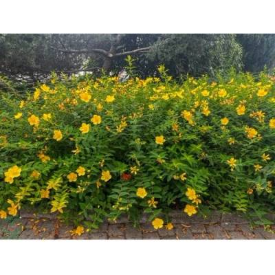 Ľubovník kalíškatý (Hypericum calycinum) ´HIDCOTE´ - výška 30-40 cm, Ø 20-30 cm, kont. C2L/C3L
