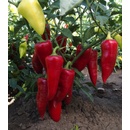 Paprika ročná Sakura - Capsicum annuum - semená - 30 ks
