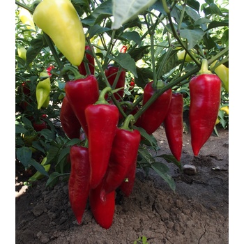 Paprika ročná Sakura - Capsicum annuum - semená - 30 ks