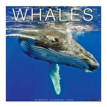 Willow Creek Press Calendars Whales 2026 12 X 12 Wall Calendar