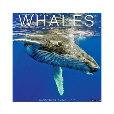 Willow Creek Press Calendars Whales 2026 12 X 12 Wall Calendar | Willow Creek Press