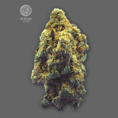 The Bulldog Seeds Kush semena neobsahují THC 3 ks