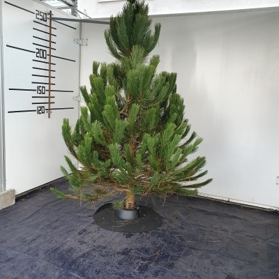 Živý vianočný stromček - Borovica nad 210cm