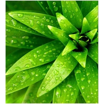 DIMEX ART s. r. o Флизелинов фототапет пресни листа 225 x 250 см