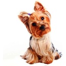 Lamps 58796 Vankúš Yorkšír 25x38