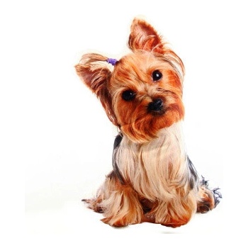 Lamps 58796 Vankúš Yorkšír 25x38