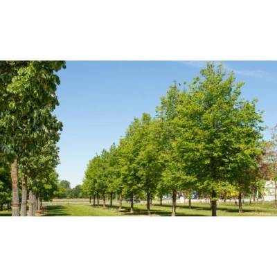 Lipa malolistá (Tilia cordata) - výška 300-320 cm, obvod kmeňa 6/8 cm, kont. C18L