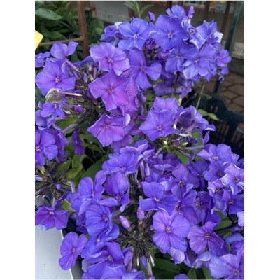 Phlox paniculata BLUE PARADISE - plamenka latnatá, flox
