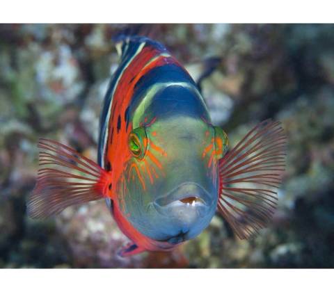 Pohlednice 3D Flasher Wrasse