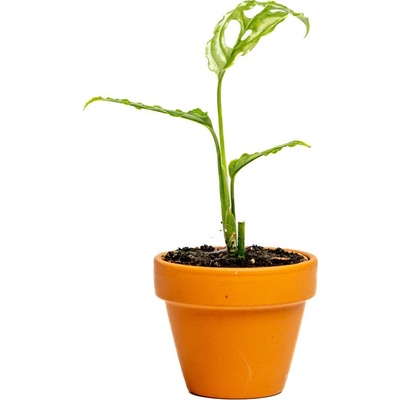 Gardners Monstera obliqua Peru, průměr 6 cm Monstera
