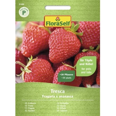 Jahodník Tresca FloraSelf