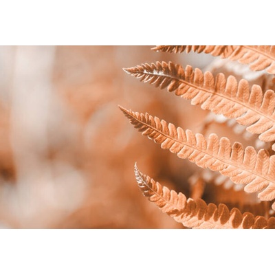 Plakát, Obraz - Fern leaf closeup, natural ferns pattern., Anna Skliarenko, 40 × 26.7 cm