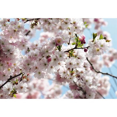 Komar 8NW-507 Vliesová fototapeta Spring jaro rozměry 368x248 cm