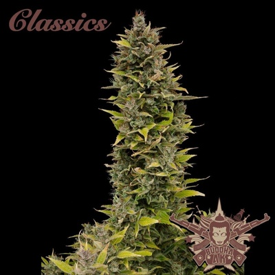 Buddha Seeds AK semena neobsahují THC 10 ks