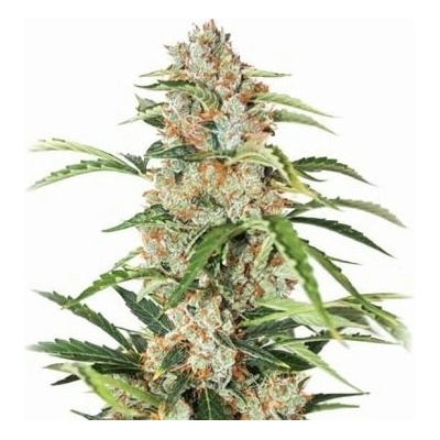 Nirvana Orange Bud AUTO semena neobsahují THC 5 ks