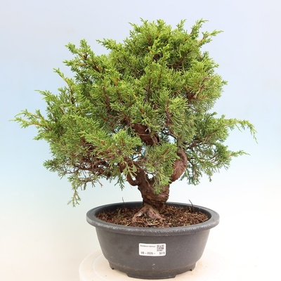 e-bonsai Venkovní bonsai - Juniperus chinensis Itoigawa-Jalovec čínský