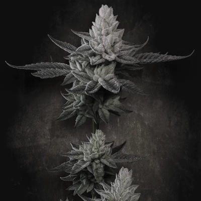 Paradise Seeds Chem Cake semena neobsahují THC 5 ks