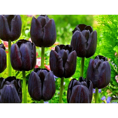 Tulipán Triumph Black 12 ks v balení