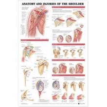 Anatomy and Injuries of the Shoulder Anatomical Chart