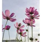 DIMEX ART Флизелинов фототапет цветя 225 x 250 см