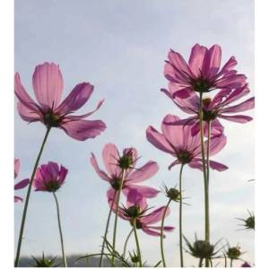 DIMEX ART Флизелинов фототапет цветя 225 x 250 см