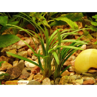 Ophiopogon minima - Sedoulek malý