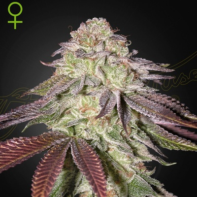 Green House Seed Sugarlato Auto semienka neobsahujú THC 1 + 1 ks