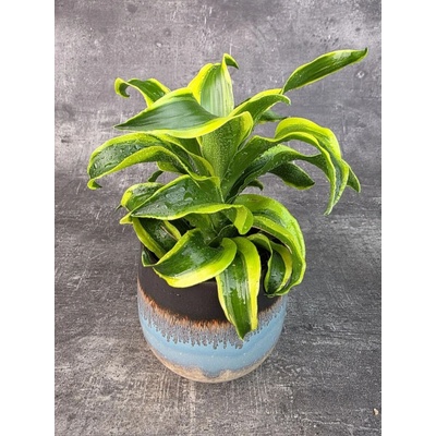 Dracaena Compacta Tornado 12 cm (Kroucená dracena do víru)