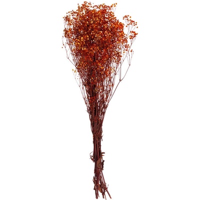 Gypsophila