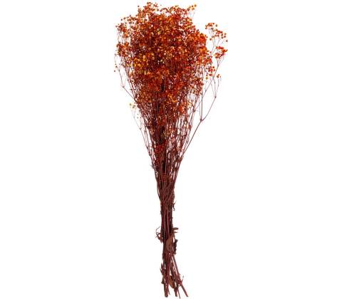 Gypsophila
