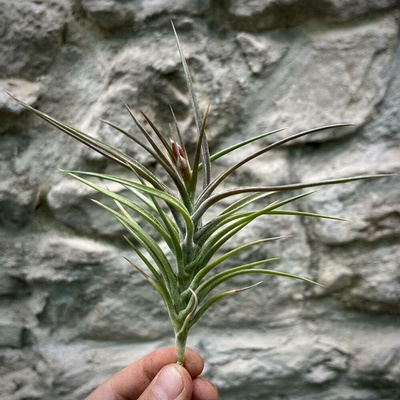 Tillandsia jonesii
