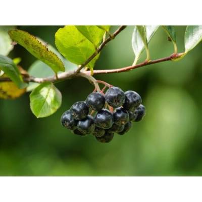 Arónia čiernoplodá (Aronia prunifolia) ´HUGIN´ - výška 30-40 cm, kont. C2L