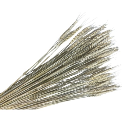 Sušené klasy pšeničné 150g - vintage biele