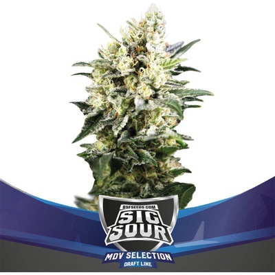BSF Seeds Sig Sour XXL AUTO semena neobsahují THC 12 ks