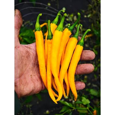 Semena Cayenne Yellow – Hledejceny.cz