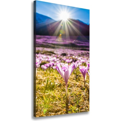 Vertikálny foto obraz na plátne Šafran v horách 50x100 cm