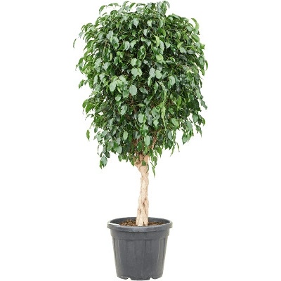 Ficus benjamina 'Danielle zapletený kmeň 36x160 cm