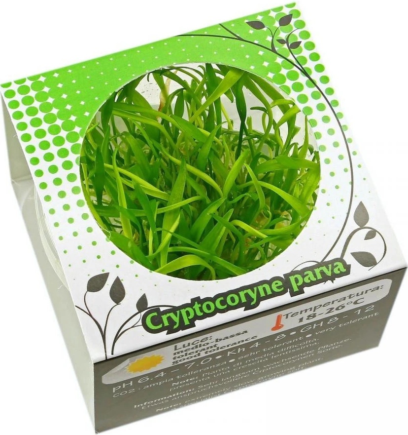 Cryptocoryne parva