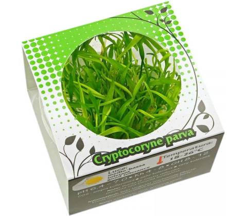 Cryptocoryne parva