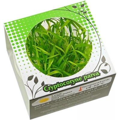 Cryptocoryne parva