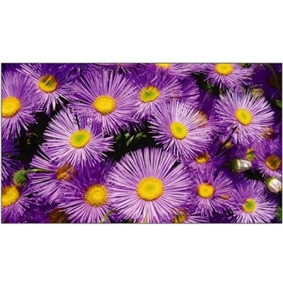 Pohľadnica A6 Violet
