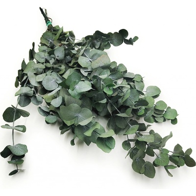 mech-mech.cz Stabilizovaný eukalyptus Espiral - zelený – Sleviste.cz